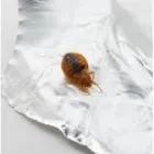 Business 3 image BED BUG EXTERMINATOR PERTH Pest Control in Perth WA