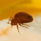 Business 4 image BED BUG EXTERMINATOR PERTH Pest Control in Perth WA