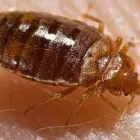 Business 5 image BED BUG EXTERMINATOR PERTH Pest Control in Perth WA