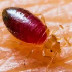 Business 1 image BED BUGS PEST CONTROL PERTH Pest Control in Perth WA