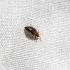 Business 3 image BED BUGS PEST CONTROL PERTH Pest Control in Perth WA