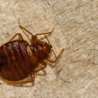 Business 4 image BED BUGS PEST CONTROL PERTH Pest Control in Perth WA