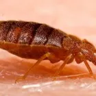 Business 5 image BED BUGS PEST CONTROL PERTH Pest Control in Perth WA