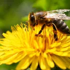 Business 3 image BEE CONTROL PERTH Pest Control in Perth WA