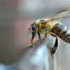 Business 1 image BEE PEST CONTROL PERTH Pest Control in Perth WA