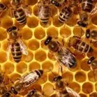 Business 3 image BEE PEST CONTROL SYDNEY Pest Control in Sydney NSW