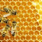 Business 5 image BEE PEST CONTROL SYDNEY Pest Control in Sydney NSW