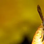 Business 1 image BEE WASP REMOVAL HOBART Pest Control in Hobart TAS