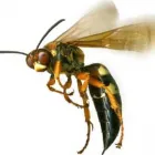 Business 1 image BEE WASP REMOVAL MELBOURNE Pest Control in Melbourne VIC