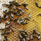 Business 2 image BEE WASP REMOVAL MELBOURNE Pest Control in Melbourne VIC