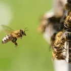 Business 1 image BEES CONTROL MELBOURNE Home Pest Control in Melbourne VIC