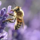 Business 1 image BEES NEST REMOVAL PERTH Pest Control in Perth WA