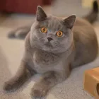 Business 3 image BELLEVUEBRITISHBLUES Cat Breeders in Devonport East TAS