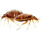 Business 1 image BEST BED BUG CONTROL ADELAIDE Pest Control in Adelaide SA