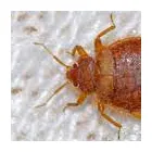 Business 3 image BEST BED BUG CONTROL ADELAIDE Pest Control in Adelaide SA