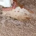 Business 1 image BEST CARPET REPAIR SYDNEY Pet Damage Carpet Repairs in Sydney NSW
