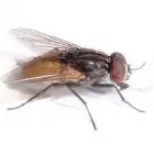 Business 3 image BEST FLIES CONTROL PERTH Pest Control in Perth WA