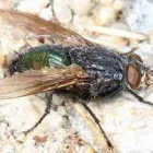 Business 1 image BEST FLIES CONTROL SYDNEY Pest Control in Sydney NSW