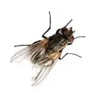 Business 4 image BEST FLIES CONTROL SYDNEY Pest Control in Sydney NSW