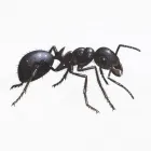 Business 1 image BEST PEST CONTROL BRISBANE Pest Control in Brisbane QLD