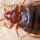 Business 2 image BEST PEST CONTROL BRISBANE Pest Control in Brisbane QLD
