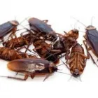 Business 1 image BEST PEST CONTROL BRISBANE Pest Management in Brisbane QLD