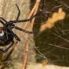 Business 3 image BEST PEST CONTROL BRISBANE Pest Management in Brisbane QLD