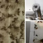 Business 1 image BEST PEST CONTROL GEELONG Pest Control in Geelong VIC