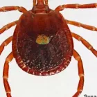 Business 5 image BEST PEST CONTROL PERTH Pest Control in Perth WA