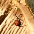 Business 1 image BEST PEST CONTROL SYDNEY - BUG FREE PEST CONTROL Pest Control in Yagoona NSW