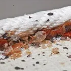 Business 4 image BEST PEST CONTROL SYDNEY - BUG FREE PEST CONTROL Pest Control in Yagoona NSW