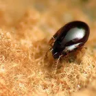 Business 6 image BEST PEST CONTROL SYDNEY - BUG FREE PEST CONTROL Pest Control in Yagoona NSW