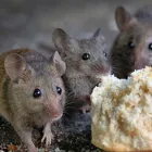 Business 7 image BEST PEST CONTROL SYDNEY - BUG FREE PEST CONTROL Pest Control in Yagoona NSW