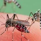 Business 8 image BEST PEST CONTROL SYDNEY - BUG FREE PEST CONTROL Pest Control in Yagoona NSW