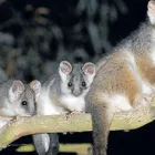 Business 11 image BEST PEST CONTROL SYDNEY - BUG FREE PEST CONTROL Pest Control in Yagoona NSW