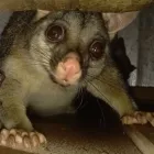 Business 1 image BEST POSSUM REMOVAL MELBOURNE Pest Inspection in Melbourne VIC