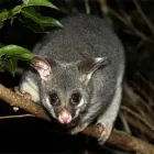 Business 2 image BEST POSSUM REMOVAL MELBOURNE Pest Inspection in Melbourne VIC