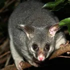 Business 3 image BEST POSSUM REMOVAL MELBOURNE Pest Inspection in Melbourne VIC
