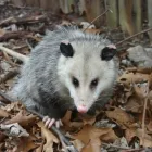 Business 4 image BEST POSSUM REMOVAL MELBOURNE Pest Inspection in Melbourne VIC