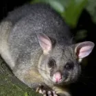 Business 6 image BEST POSSUM REMOVAL MELBOURNE Pest Inspection in Melbourne VIC