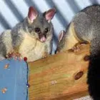 Business 2 image BEST POSSUM REMOVAL SYDNEY Pest Control in Sydney NSW