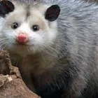 Business 3 image BEST POSSUM REMOVAL SYDNEY Pest Control in Sydney NSW
