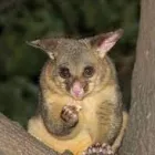 Business 5 image BEST POSSUM REMOVAL SYDNEY Pest Control in Sydney NSW