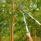 Business 2 image BLACKTOWN TREE SERVICES Tree & Stump Removal Services in Woodcroft NSW