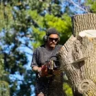 Business 3 image BLACKTOWN TREE SERVICES Tree & Stump Removal Services in Woodcroft NSW