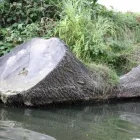 Business 5 image BLACKTOWN TREE SERVICES Tree & Stump Removal Services in Woodcroft NSW