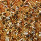 Business 1 image BOBS BEE REMOVAL SYDNEY Pest Control in Sydney NSW