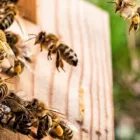 Business 2 image BOBS BEE REMOVAL SYDNEY Pest Control in Sydney NSW