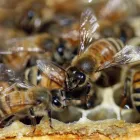 Business 4 image BOBS BEE REMOVAL SYDNEY Pest Control in Sydney NSW