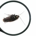 Business 3 image BORER CONTROL MELBOURNE Pest Management in Melbourne VIC